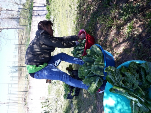 Preparação das hortícolas para mais um mercado bio na escola, pelo CEF de Jardinagem: penca, acelga, variedades de alface.